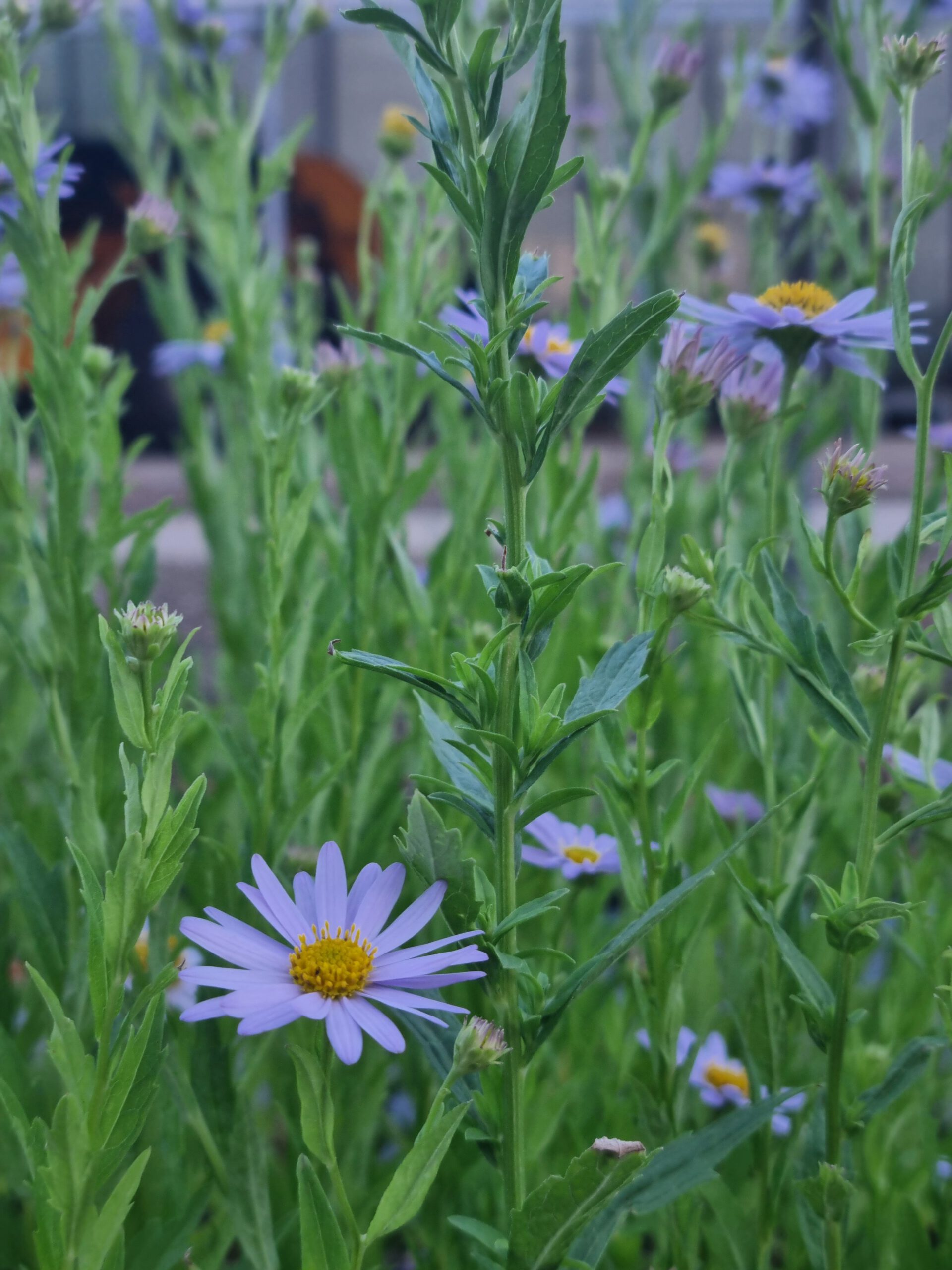 Kalimeris incisa 'Blue Star' - Zomeraster