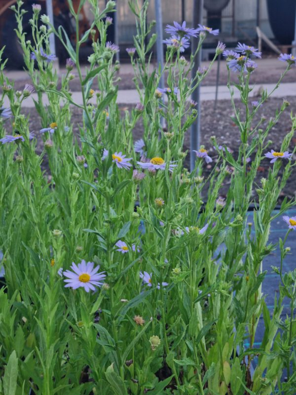 Kalimeris incisa 'Blue Star' - Zomeraster - Afbeelding 2