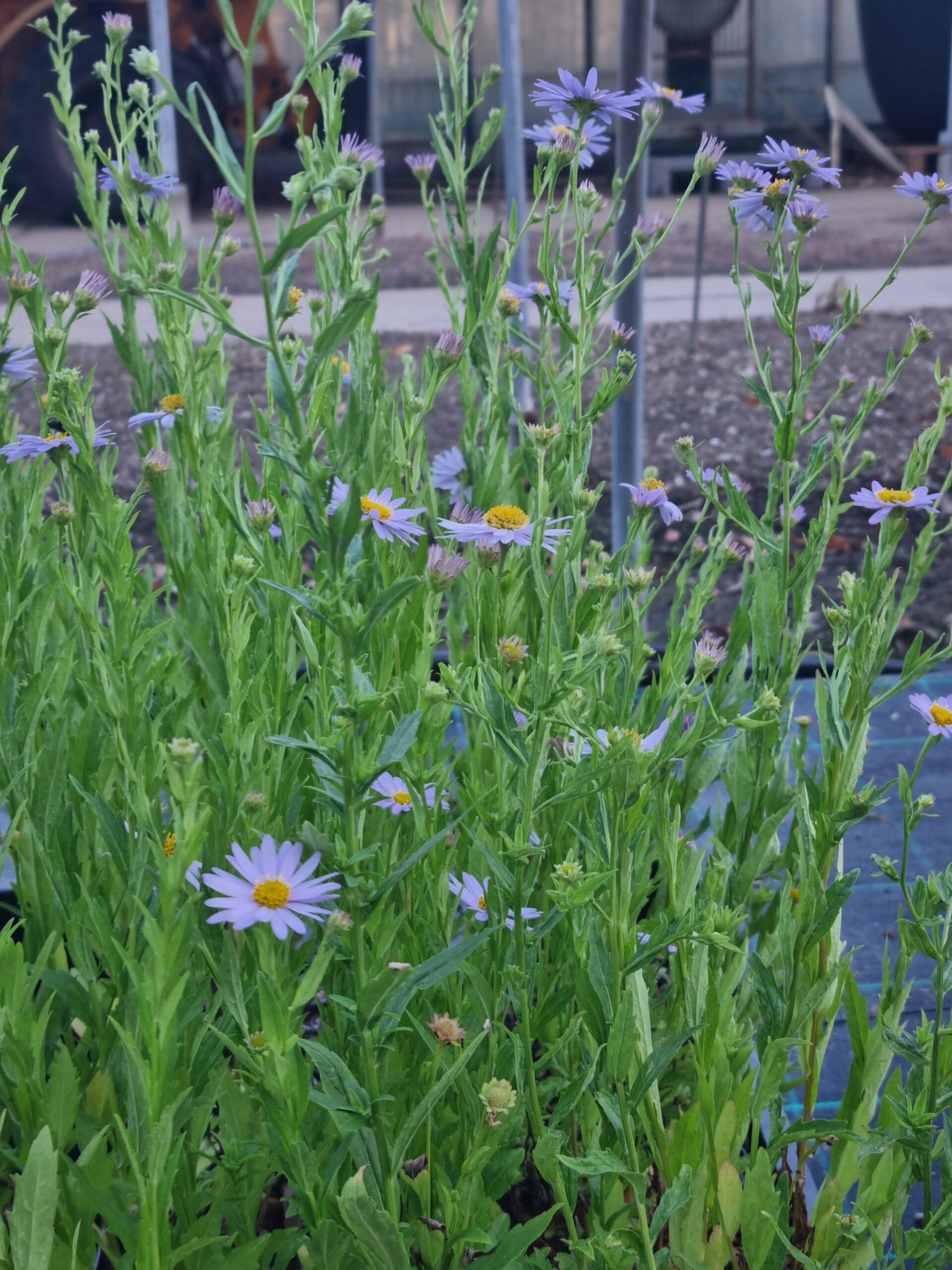 Kalimeris incisa 'Blue Star' - Zomeraster - Afbeelding 2