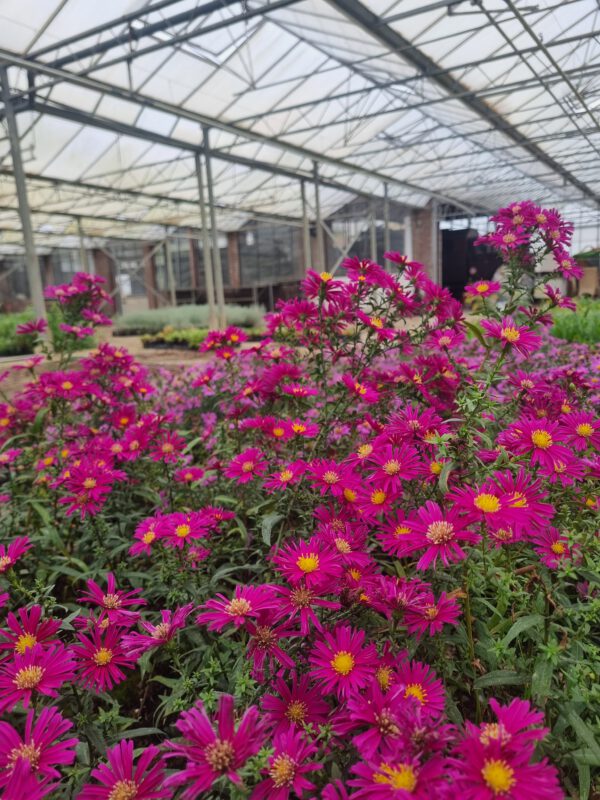 Aster dumosus 'Alice Haslam' - Herfstaster - Afbeelding 2