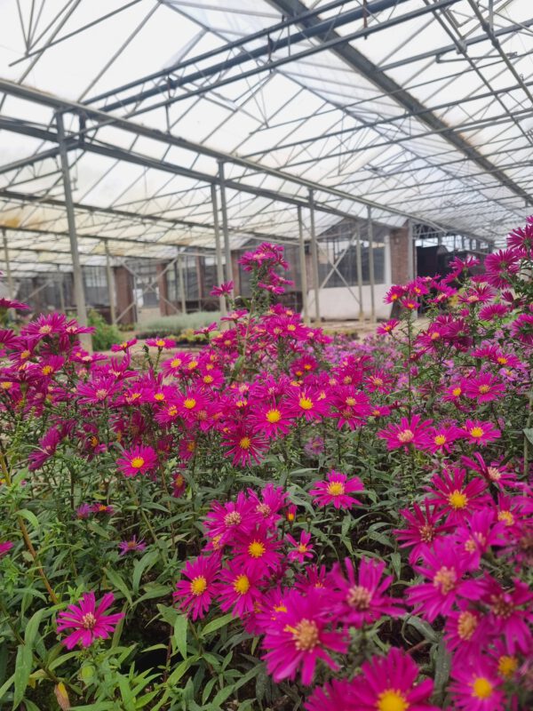 Aster dumosus 'Alice Haslam' - Herfstaster - Afbeelding 3