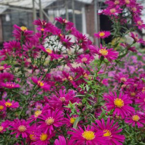Aster dumosus 'Alice Haslam' - Herfstaster
