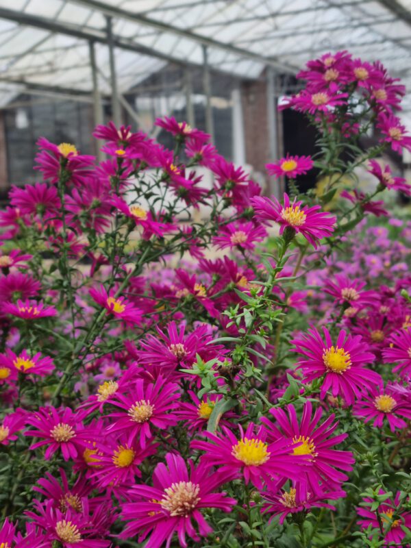 Aster dumosus 'Alice Haslam' - Herfstaster