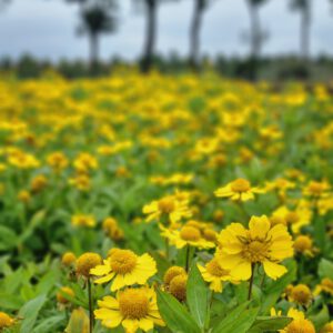 Helenium ‘Kanaria' - Zonnekruid