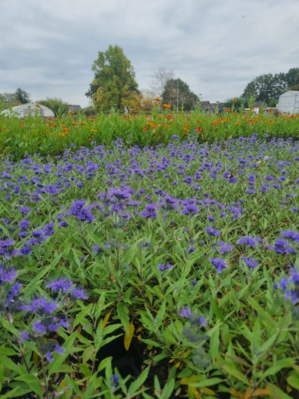 Caryopteris clandonensis 'Heavenly Blue' - Blauwbaard - Afbeelding 4