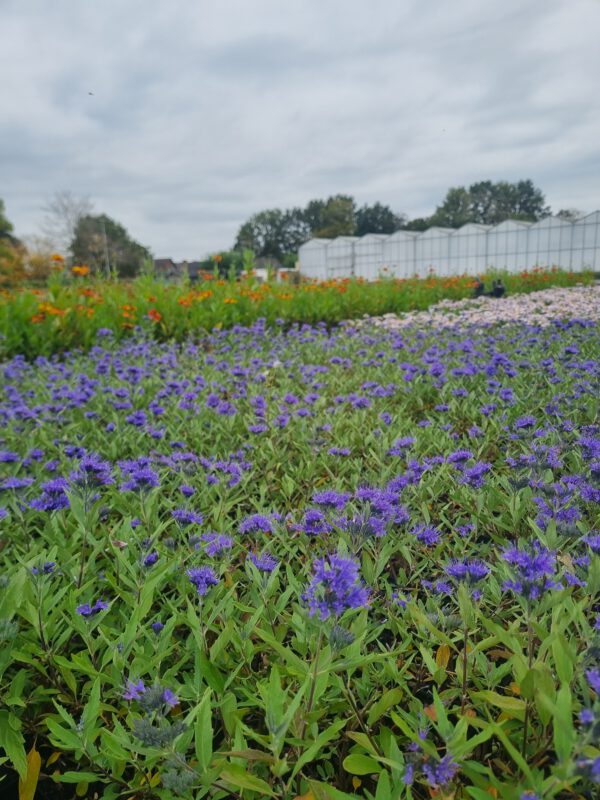 Caryopteris clandonensis 'Heavenly Blue' - Blauwbaard - Afbeelding 5