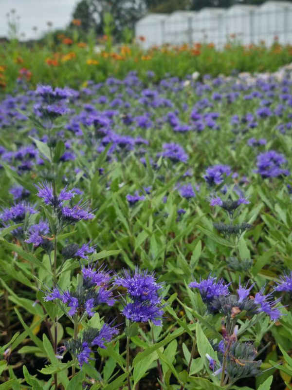 Caryopteris clandonensis 'Heavenly Blue' - Blauwbaard - Afbeelding 3