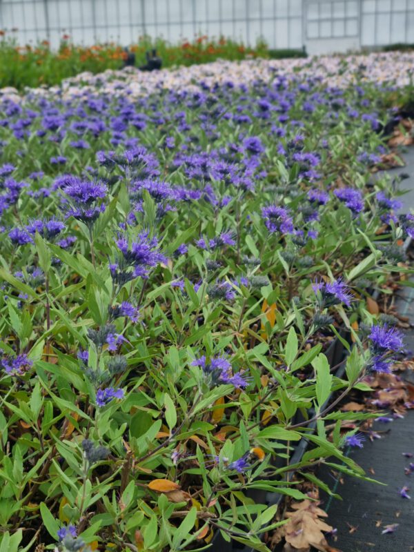 Caryopteris clandonensis 'Heavenly Blue' - Blauwbaard - Afbeelding 2