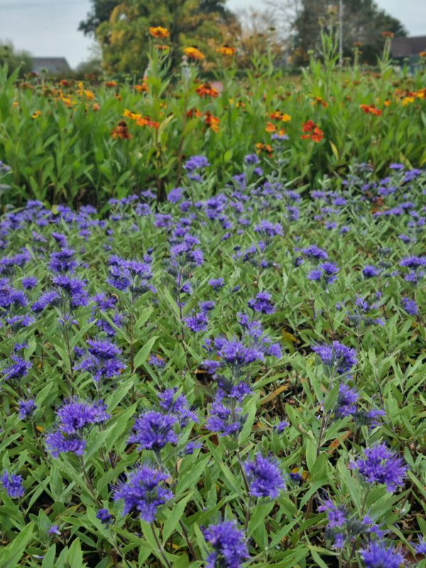 Caryopteris clandonensis 'Heavenly Blue' - Blauwbaard - Afbeelding 6