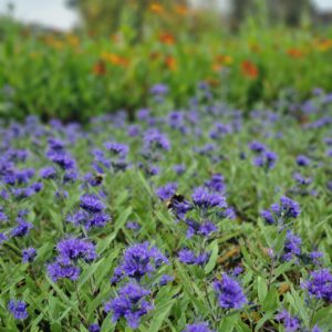 Caryopteris clandonensis 'Heavenly Blue' - Blauwbaard