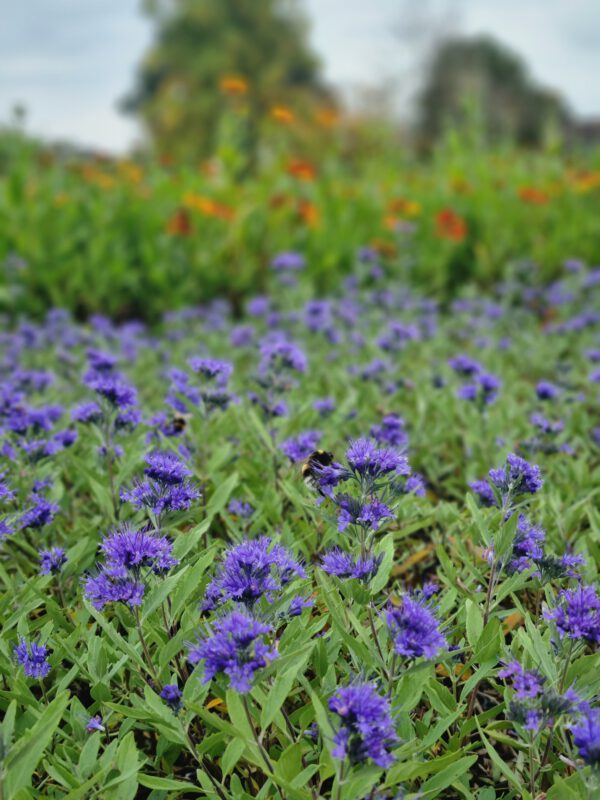 Caryopteris clandonensis 'Heavenly Blue' - Blauwbaard