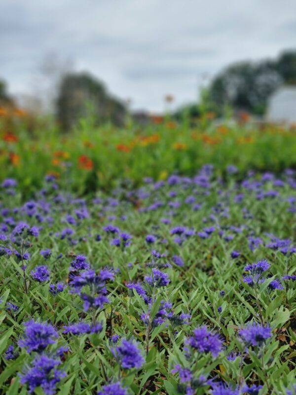Caryopteris clandonensis 'Heavenly Blue' - Blauwbaard - Afbeelding 7