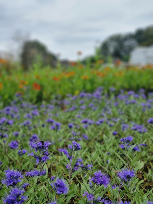 Caryopteris clandonensis 'Heavenly Blue' - Blauwbaard - Afbeelding 8