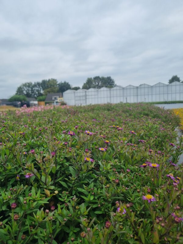 Aster 'Ezo Murasaki' – Herfstaster - Afbeelding 3