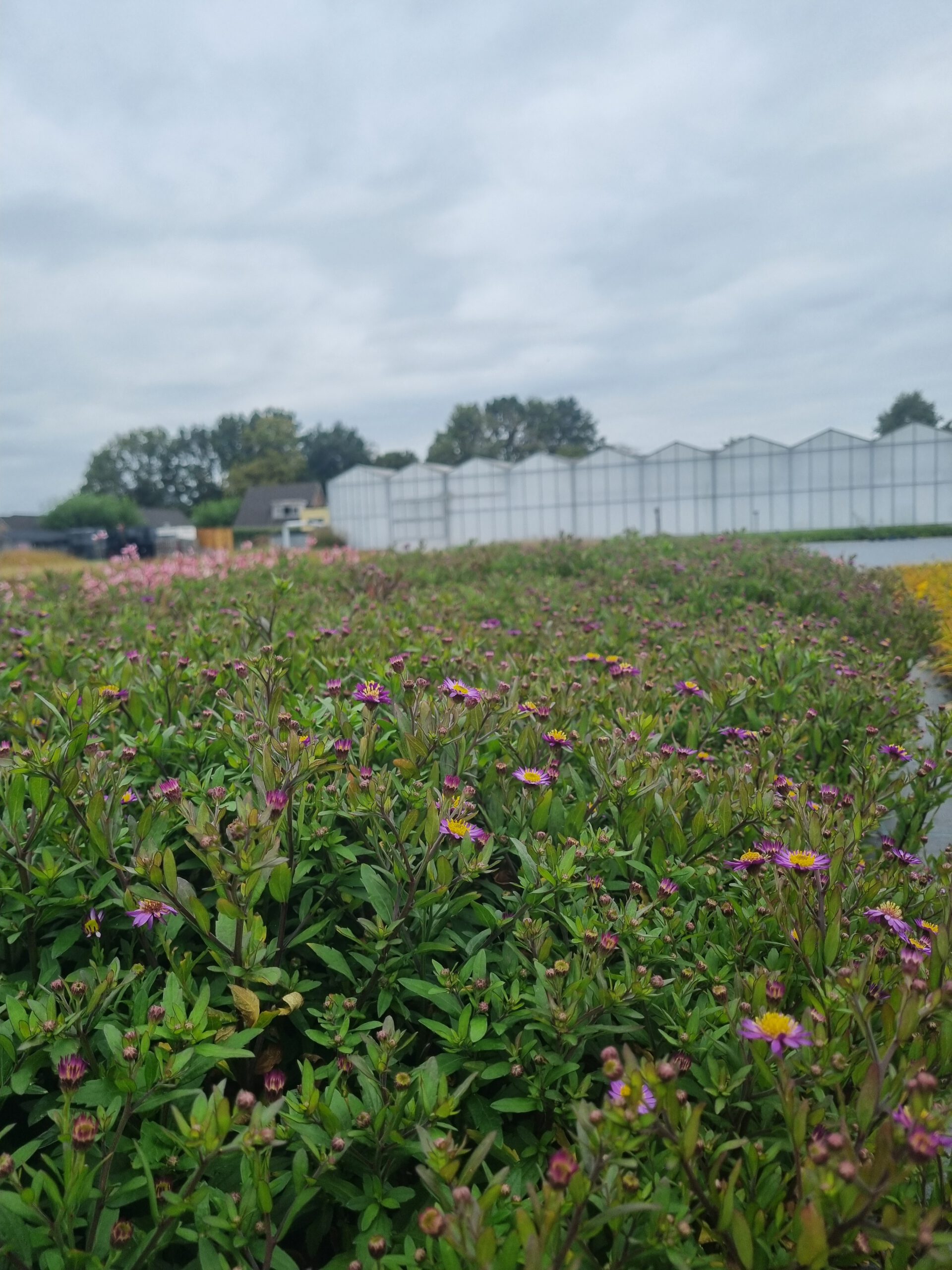 Aster 'Ezo Murasaki' – Herfstaster - Afbeelding 3