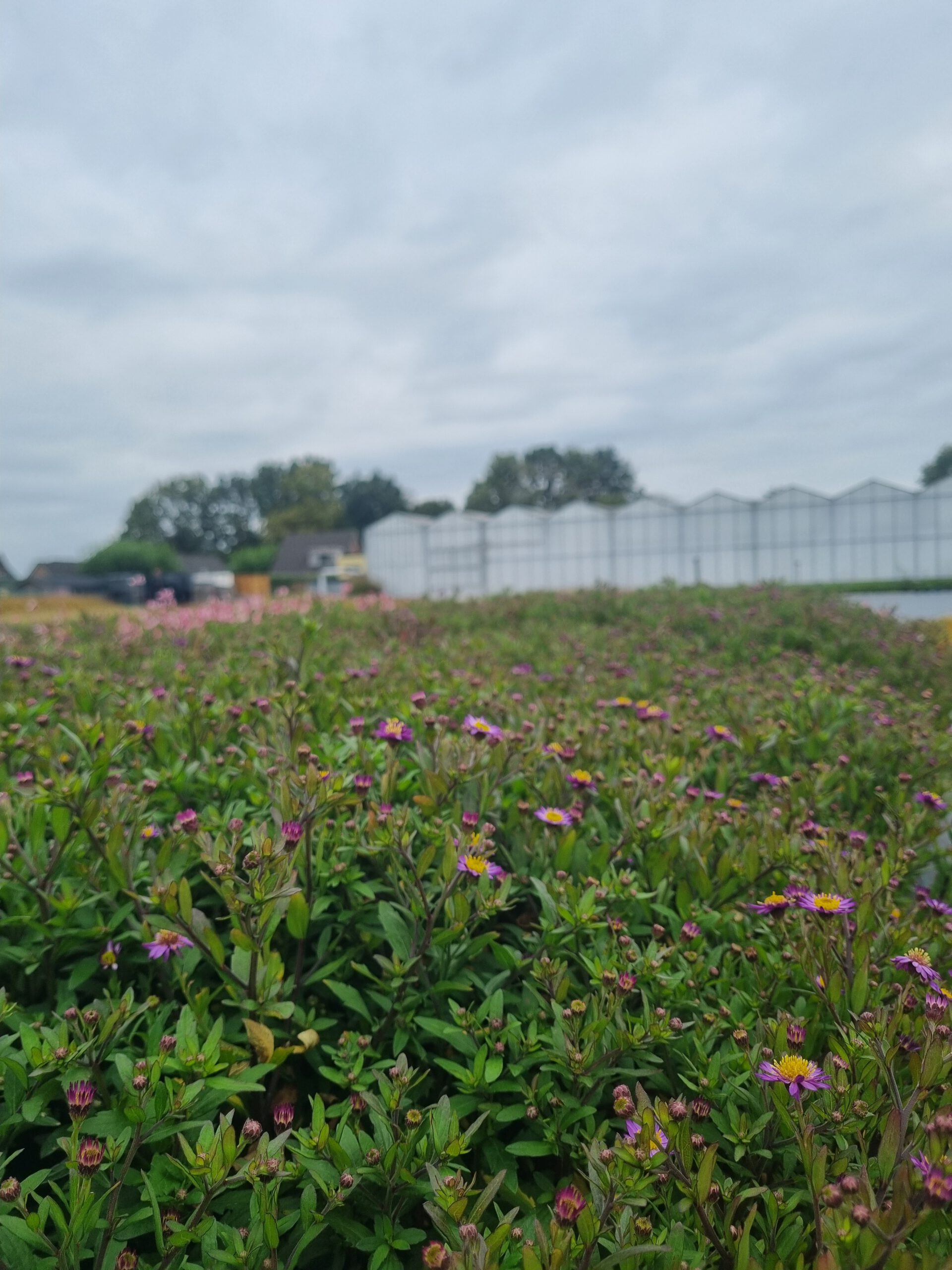 Aster 'Ezo Murasaki' – Herfstaster - Afbeelding 2