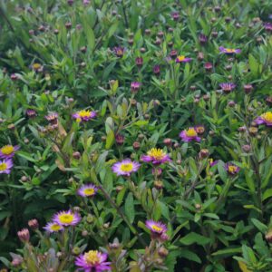 Aster 'Ezo Murasaki' – Herfstaster