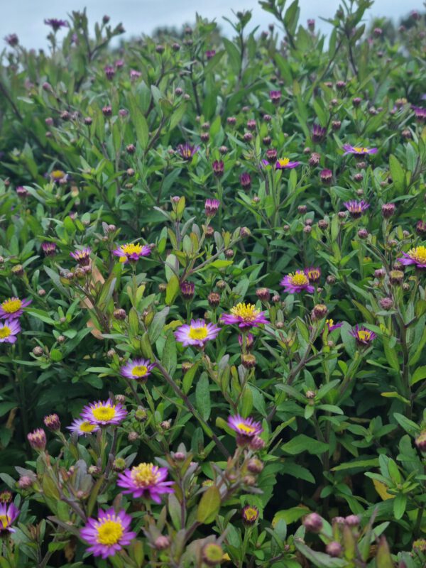 Aster 'Ezo Murasaki' – Herfstaster