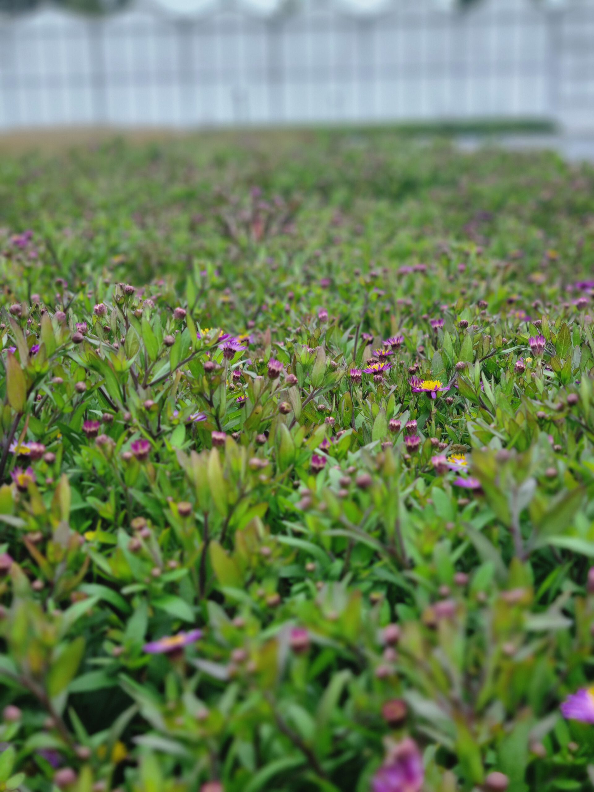 Aster 'Ezo Murasaki' – Herfstaster - Afbeelding 4