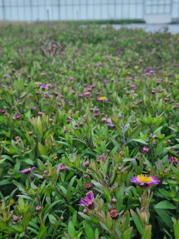Aster 'Ezo Murasaki' – Herfstaster - Afbeelding 5