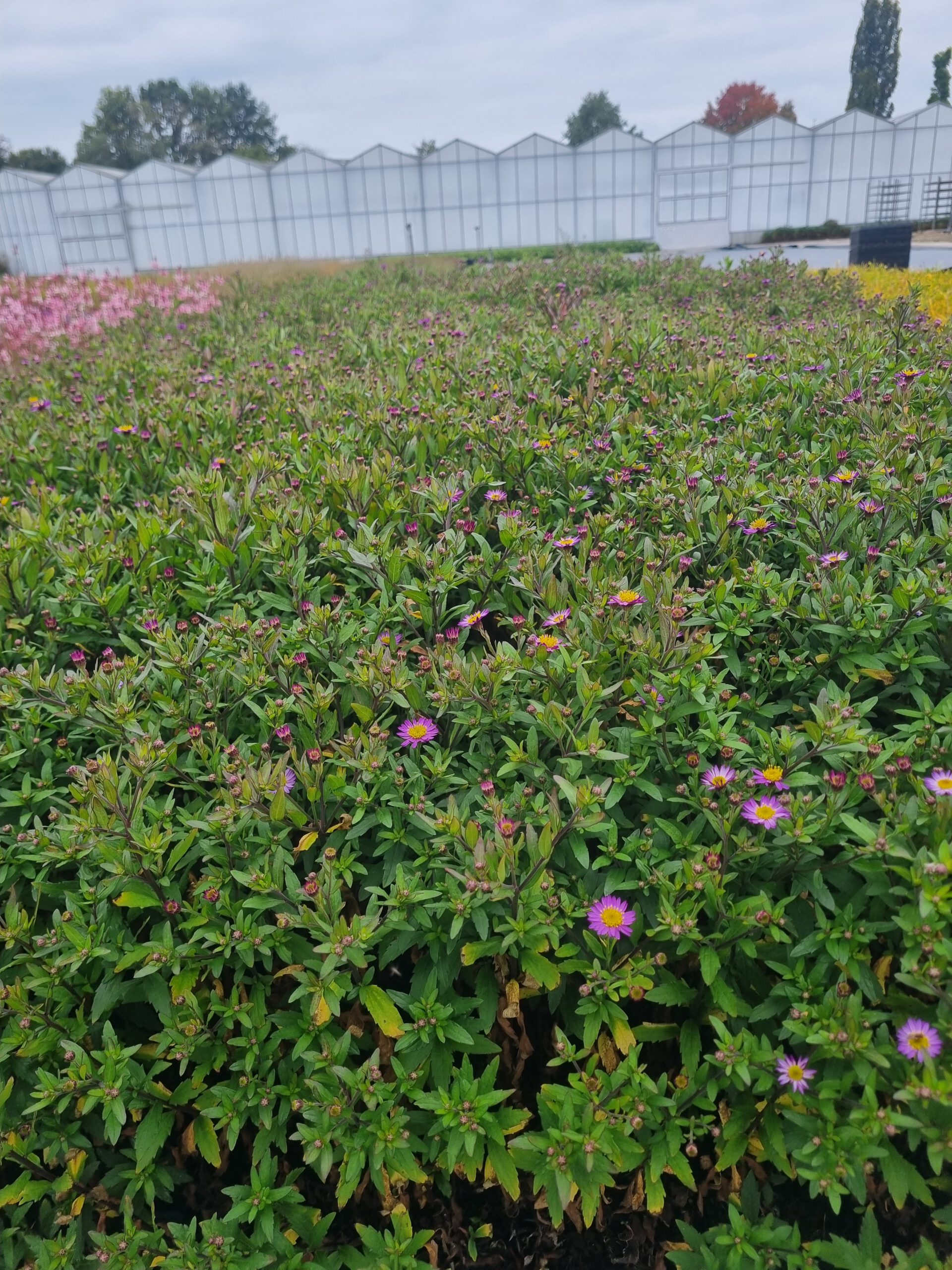 Aster 'Ezo Murasaki' – Herfstaster - Afbeelding 6