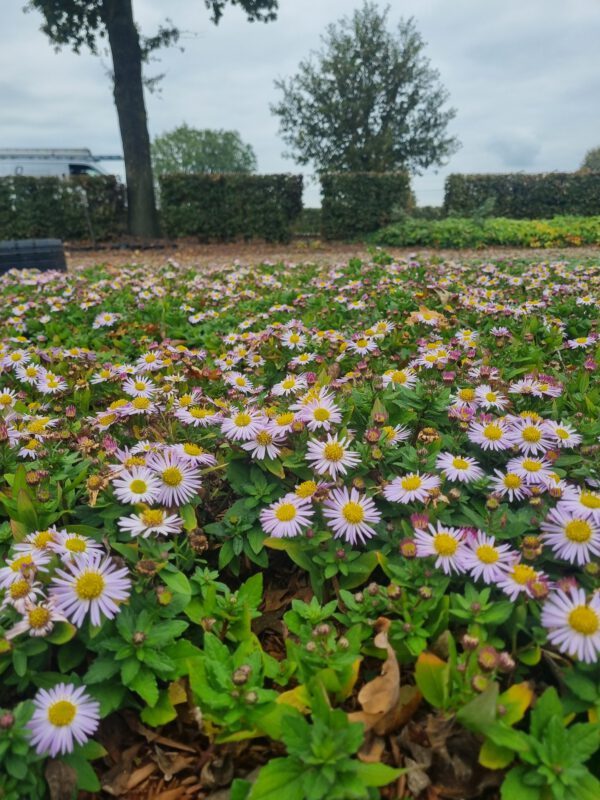 Aster ageratoides 'Harry Schmidt' - Afbeelding 2