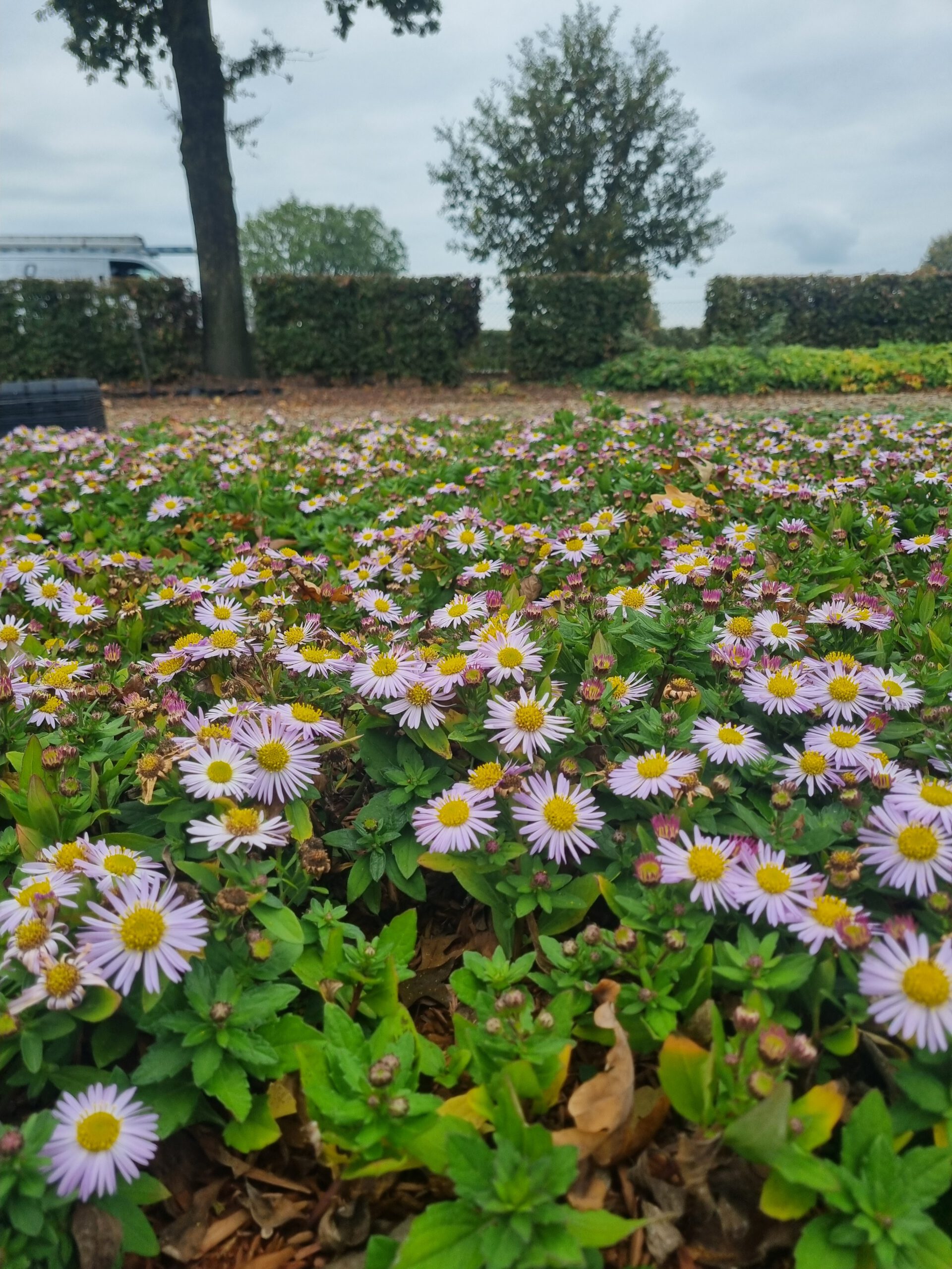 Aster ageratoides 'Harry Schmidt' - Afbeelding 2