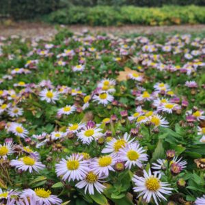 Aster ageratoides 'Harry Schmidt'