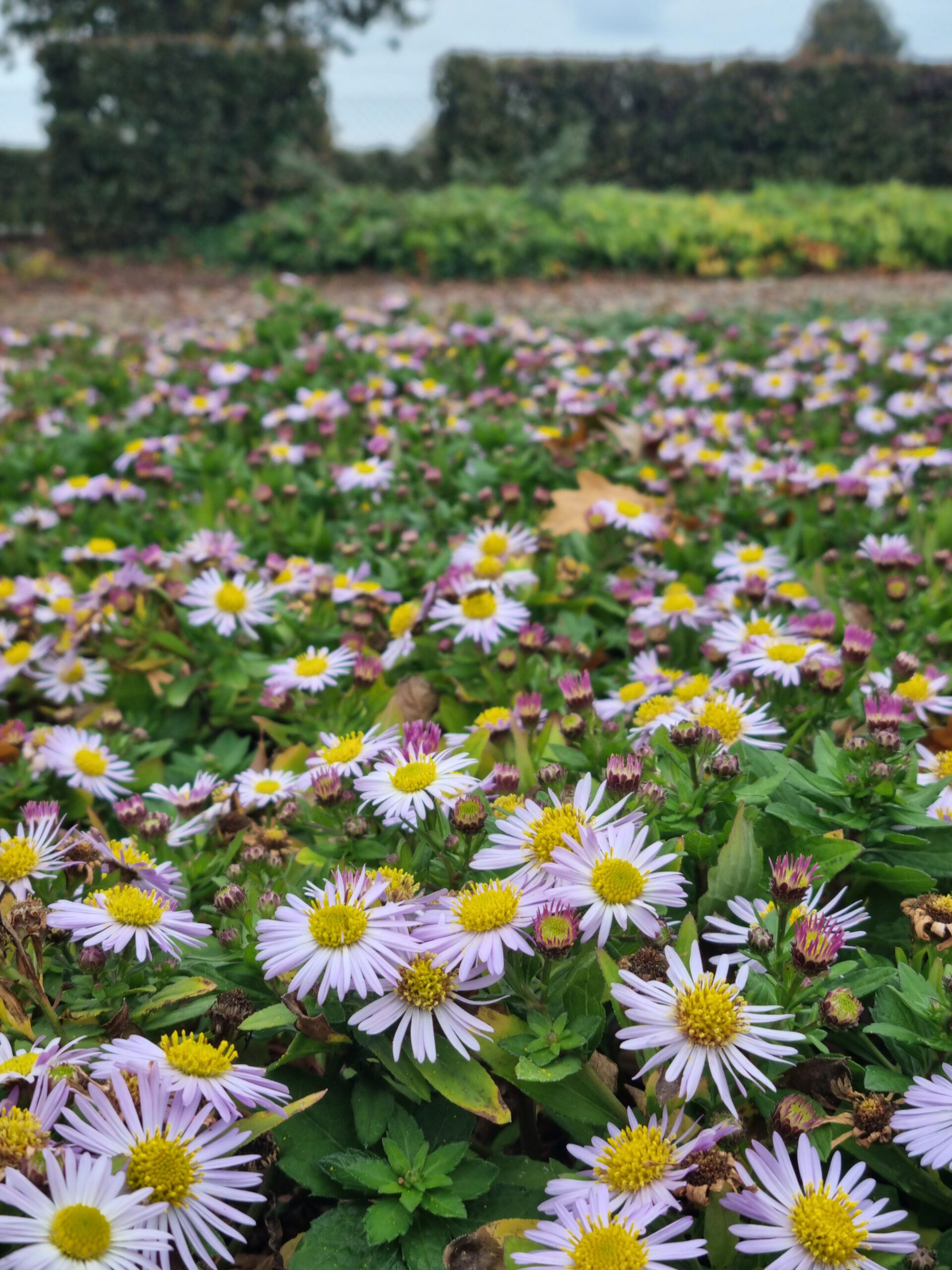 Aster ageratoides 'Harry Schmidt'