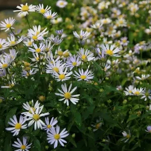 Aster ageratoides 'Ashvi' – Herfstaster