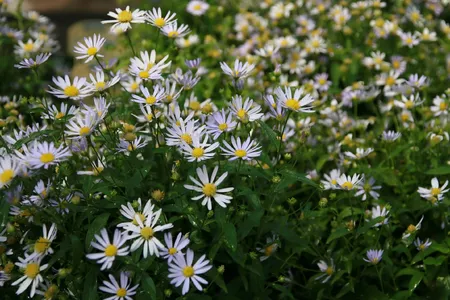 Aster ageratoides 'Ashvi' – Herfstaster