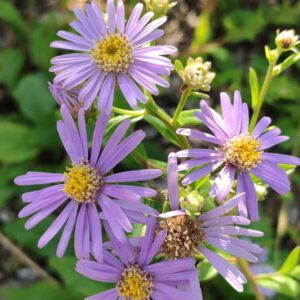 Aster amellus – Zomeraster, bergaster