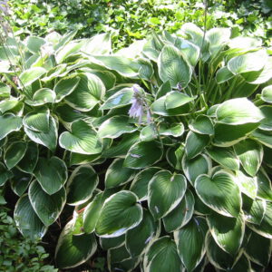 Hosta Francee - Hartlelie