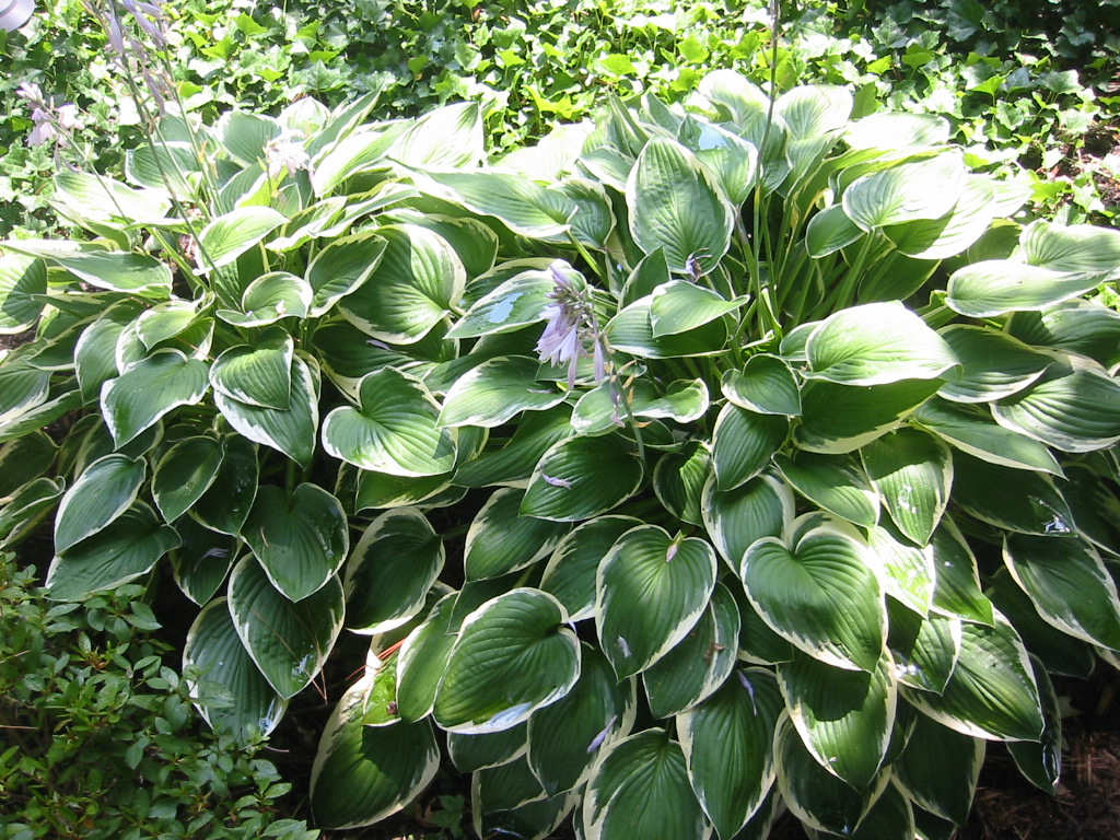 Hosta Francee - Hartlelie