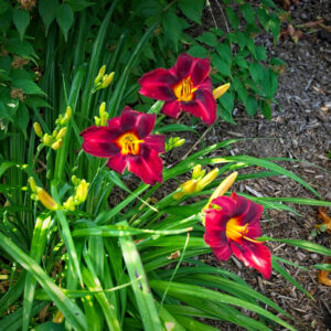 Hemerocallis Autumn Red - Daglelie