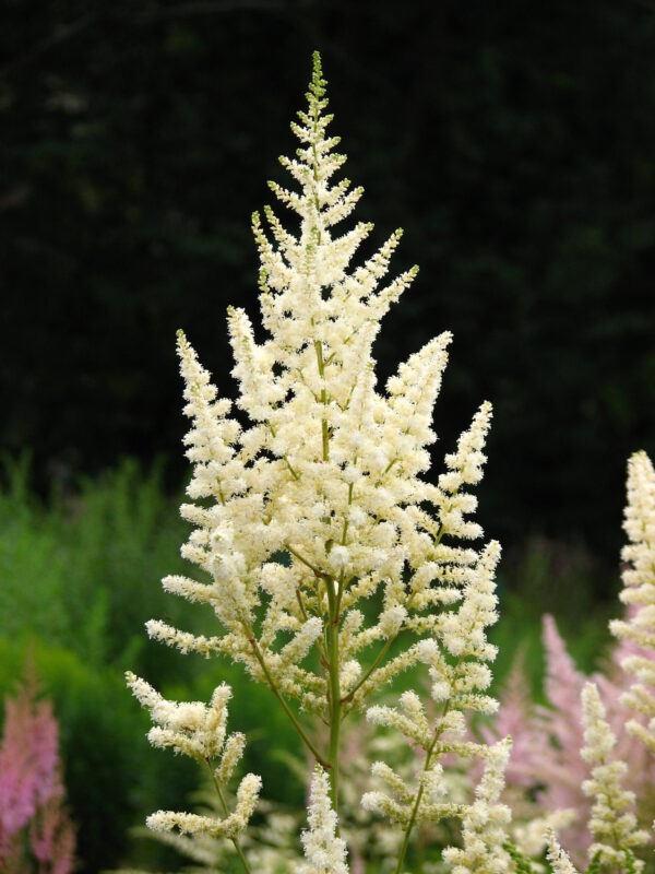 Astilbe 'Diamant' – Pluimspirea - Afbeelding 2