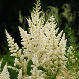 Astilbe 'Diamant' – Pluimspirea