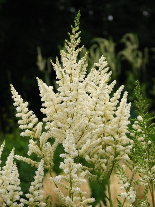 Astilbe 'Diamant' – Pluimspirea