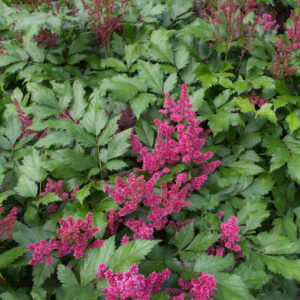 Astilbe Red Sentinel - Pluimspirea