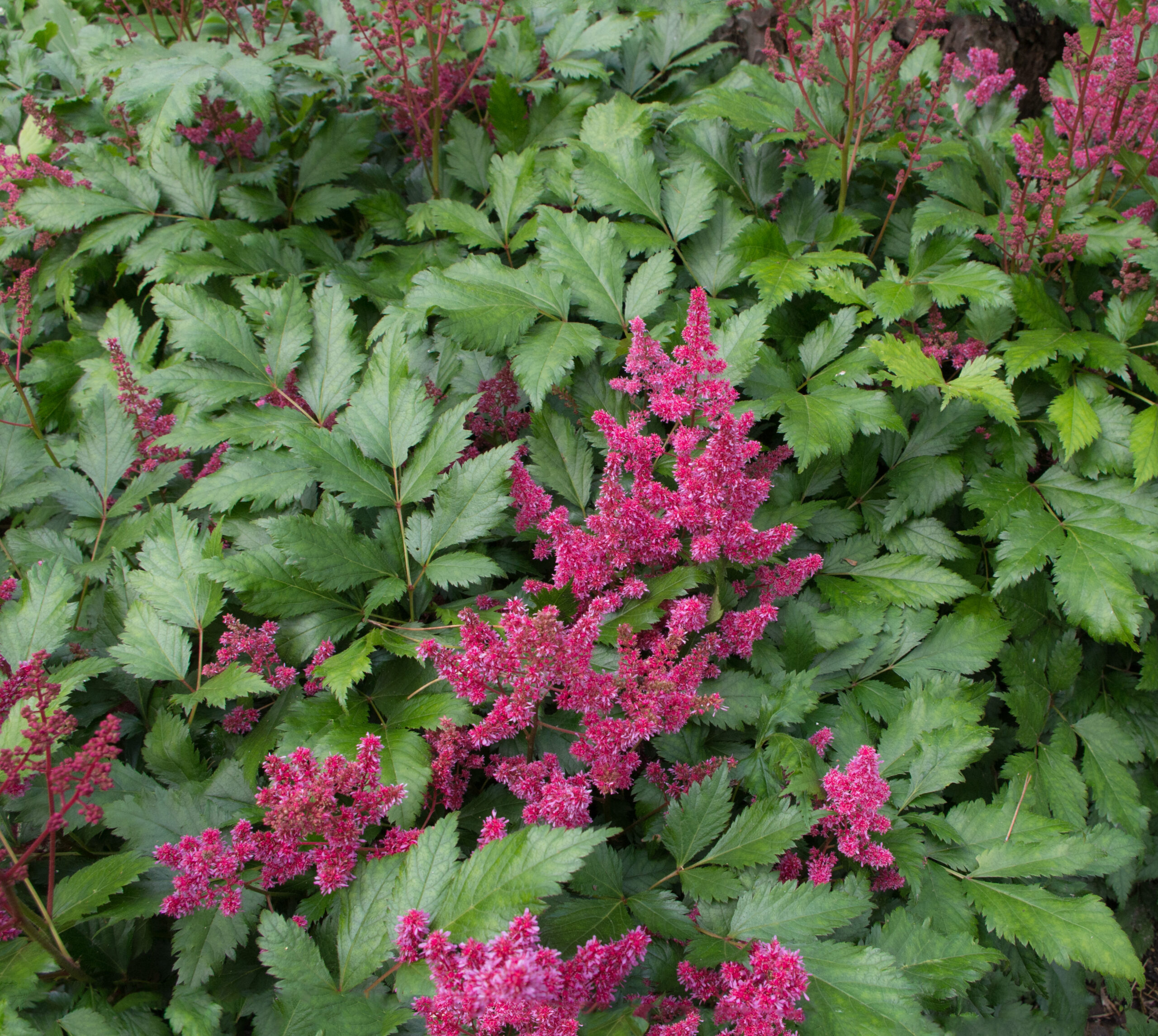Astilbe Red Sentinel - Pluimspirea