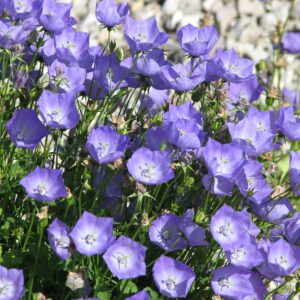 Campanula carpatica – Karpatenklokje