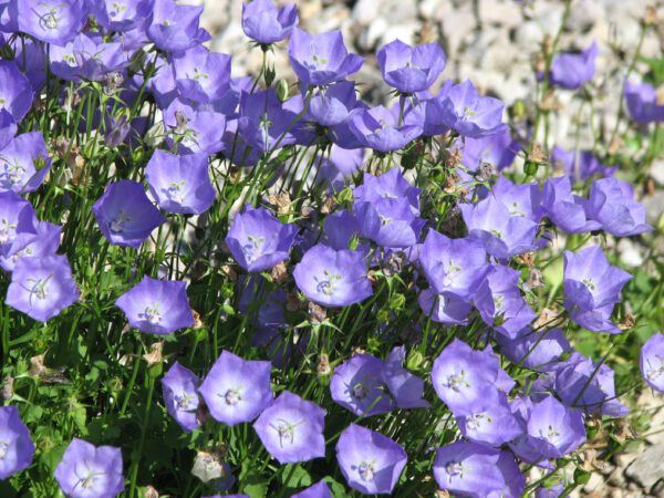 Campanula carpatica – Karpatenklokje