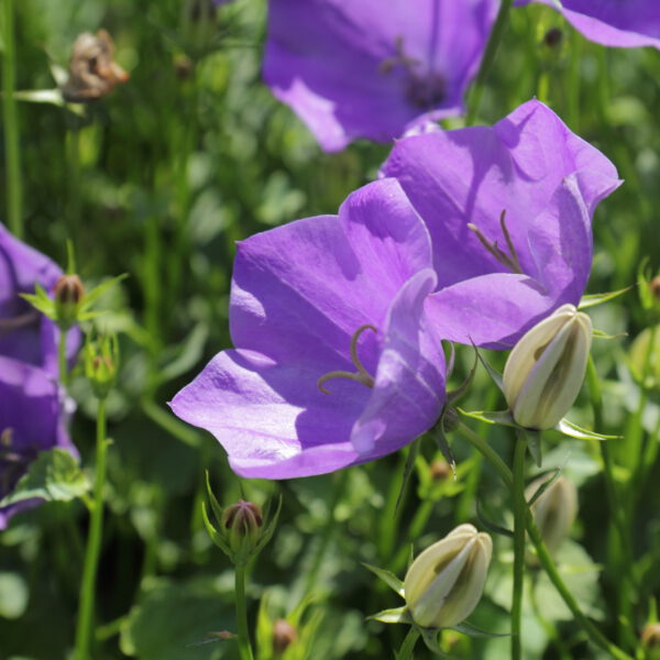 Campanula carpatica – Karpatenklokje - Afbeelding 3