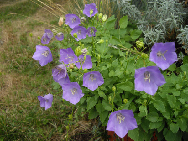Campanula carpatica – Karpatenklokje - Afbeelding 2