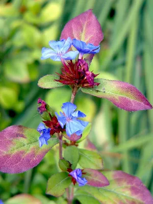 Ceratostigma plumbaginoides - Loodkruid - Afbeelding 2
