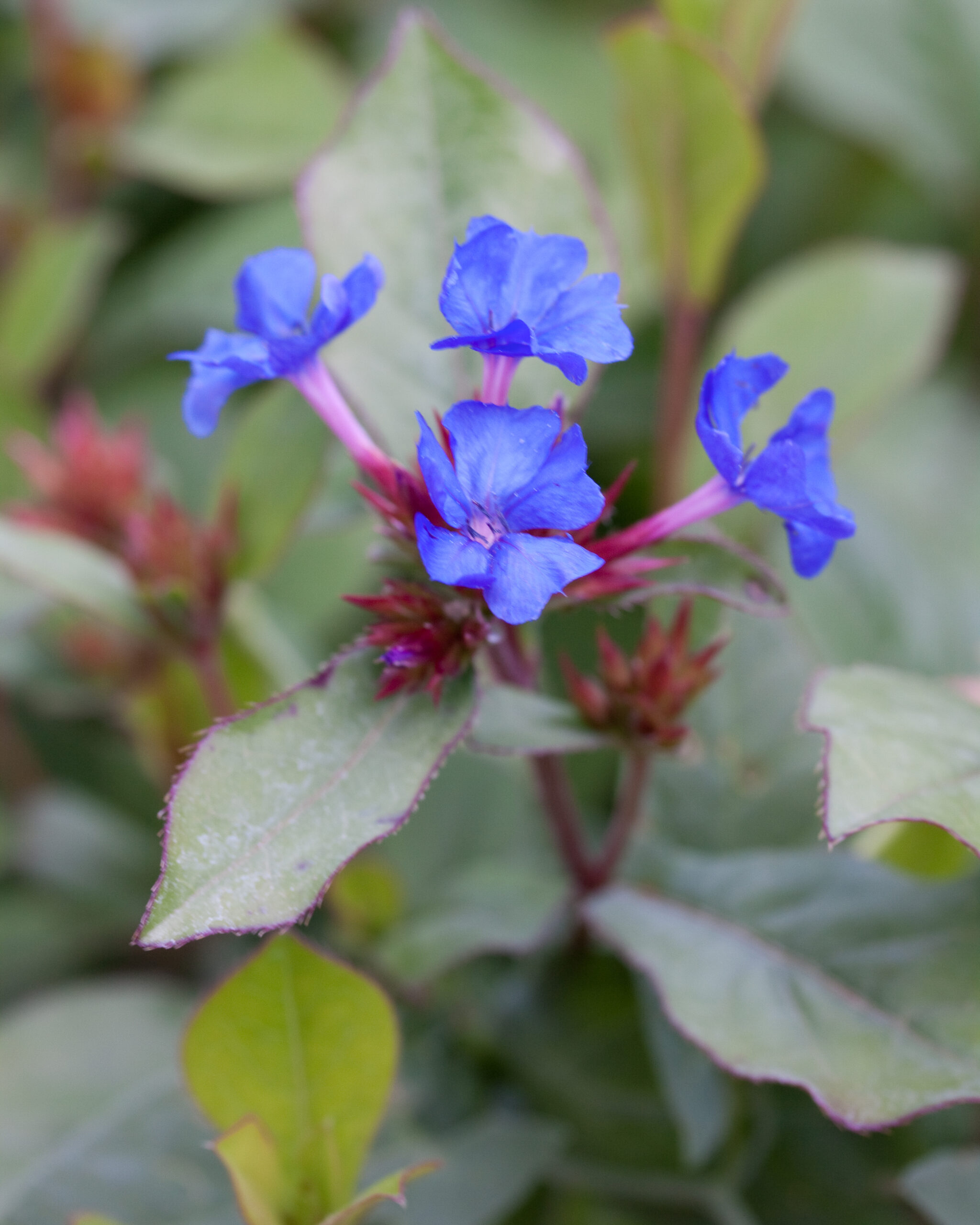 Ceratostigma plumbaginoides - Loodkruid - Afbeelding 3