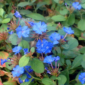 Ceratostigma plumbaginoides - Loodkruid