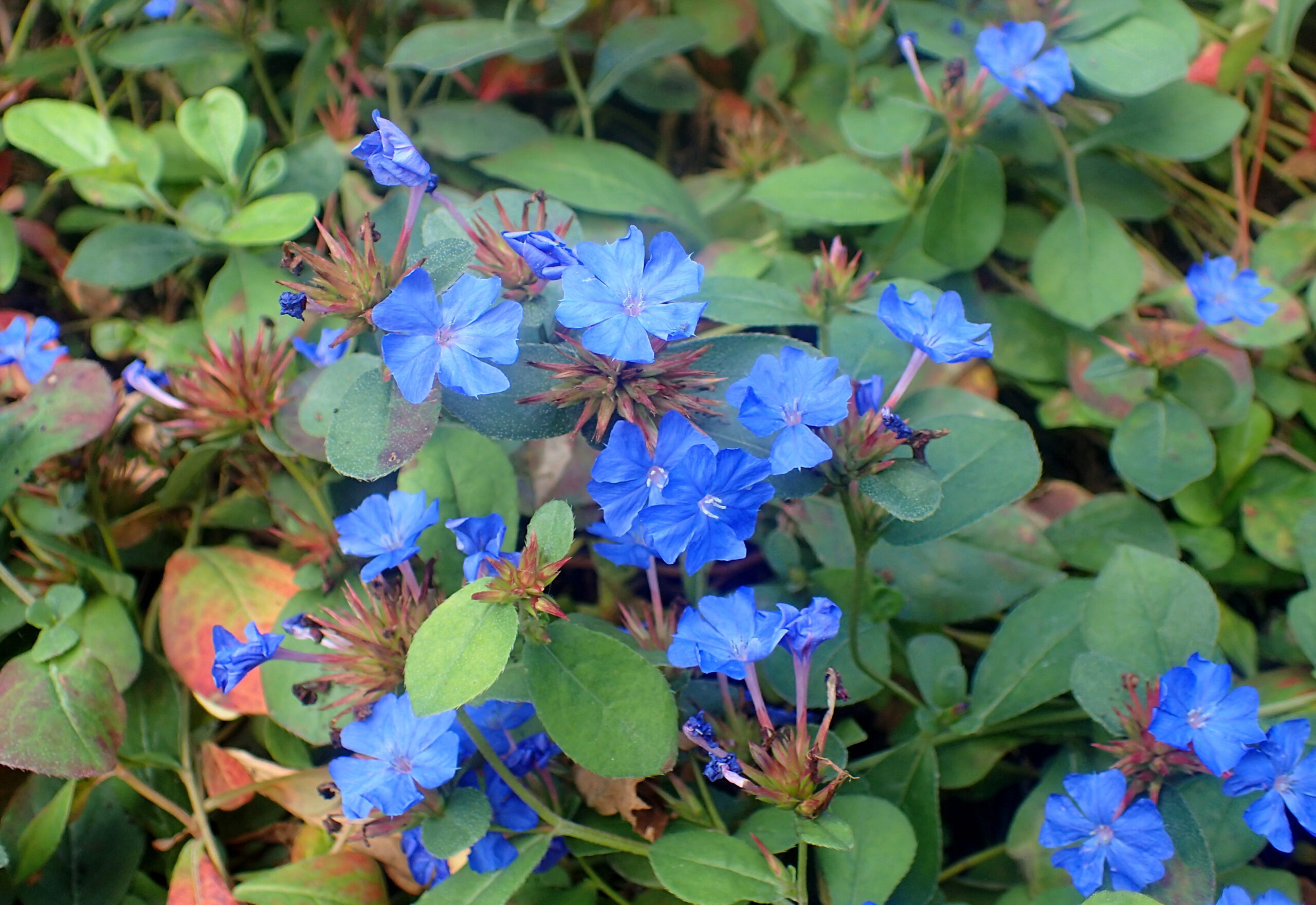 Ceratostigma plumbaginoides - Loodkruid