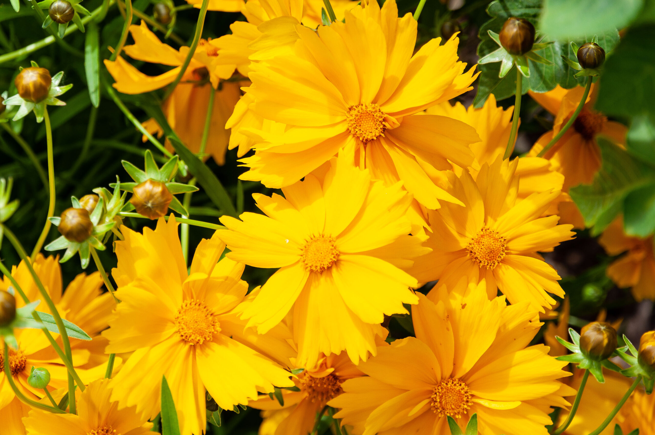 Coreopsis lanceolata – Meisjesogen - Afbeelding 2