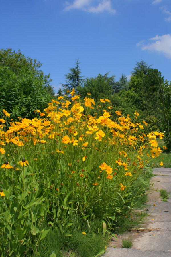 Coreopsis lanceolata – Meisjesogen - Afbeelding 3